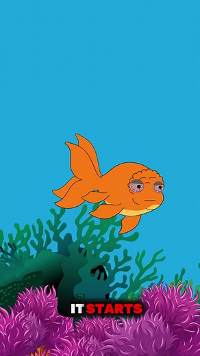 Goldfish Obsessed With Appearance Alters Lifestyle