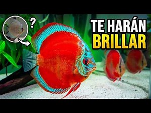 Ranking The BEST Colorful Aquarium Fish
