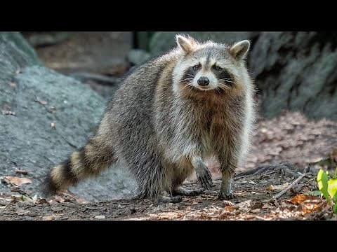 10 Wild Animals in Denmark