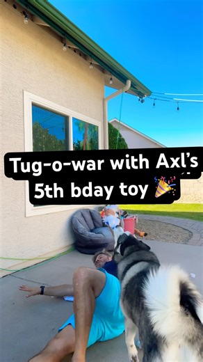 Tug-o-war with Axl’s 5th bday toy 🎉 He’s not letting go 😂 #RubyAndAxl #Husky #dogshorts