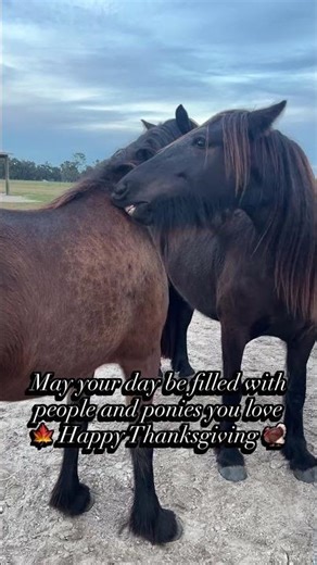 #happythanksgiving be thankful for a friend that can scratch that hard to reach spot. #dalespony