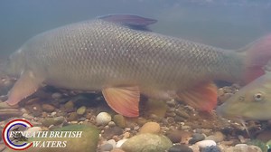 The documentary "RIVER WHARFE A Living Artery" looks in to the lives of barbel and the egg laying process. With the first screening date in place we will be sharing more details on this soon. #freshwaterfish #underwater #nature #environment #barbel | Beneath British Waters