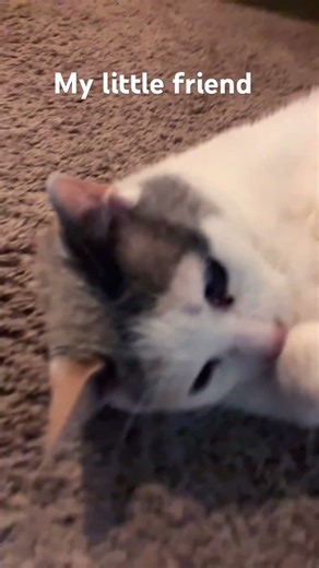she’s a beat boxing blueberry #cat #viral #cute