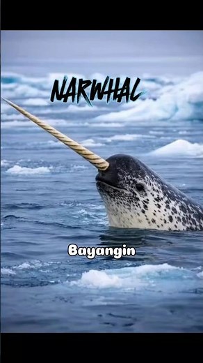 ❄️ Unique Facts about Narwhals, the “Unicorns” of the Arctic Ocean! 🐋 #narwhal #animals #sea #ani...