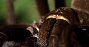 The Goliath Bird-Eating Tarantula is Real, and Here Are the Details