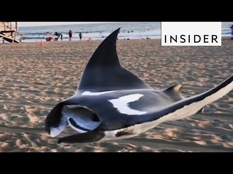 3D Animations Look Super Realistic
