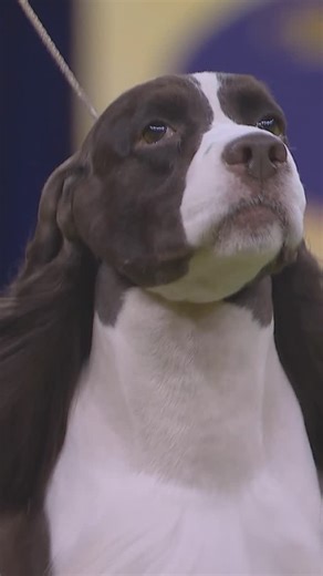 Westminster Kennel Club on Instagram: "Introducing your new 149th #WestminsterDogShow Sporting Group Winner: Freddie the English Springer Spaniel! 🏆"