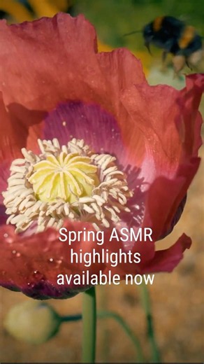 Long spring garden episode out now #gardening #slowliving #garden #cottagegarden #kitchengarden