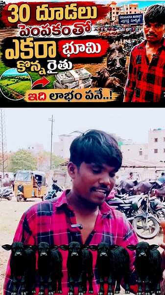 erragadda buffalo market