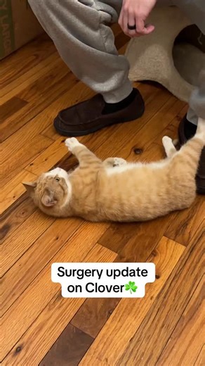 The CT Oranges on Instagram: "Our vet said she’s definitely about 5 months, so she’s even younger than we thought. I’ve gotten some very upset comments and messages about saving her leg and I’m just going to say that if two vets and a surgeon think it needs to be fully removed, that’s the decision. These are the experts who we have trusted for a long time. They know us and know we’ll do quite literally anything they suggest if it’s what the best option is for our pets, so if their best option is