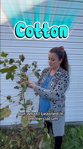 All about COTTON plant #growingindependence #gardening #gardentips #cotton #shorts #grow