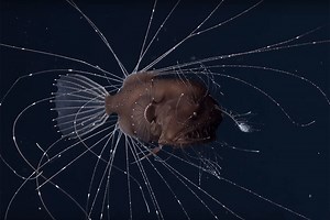 First-ever footage of mating anglerfish is strangely mesmerising