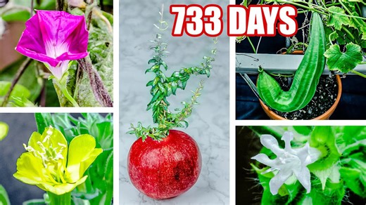 733 days in seconds: Mesmerizing plant growth time-lapse from seed to bloom