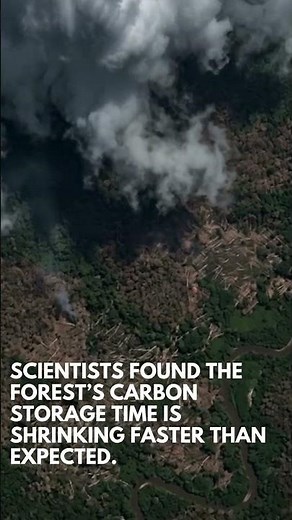 Amazon Rainforest Losing Carbon Storage Power as Storms and Dry Air Intensify
