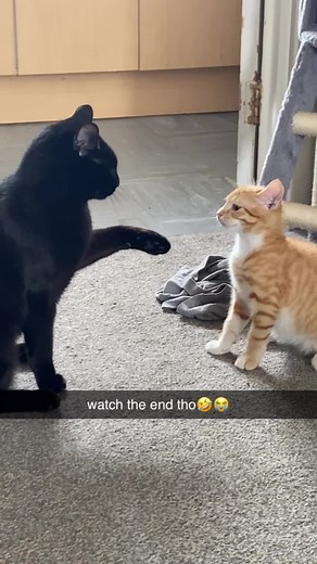 Funny cat fight 🤣#catsoftiktok #cats #usa #foryou #fpy #catlover #funny #usa