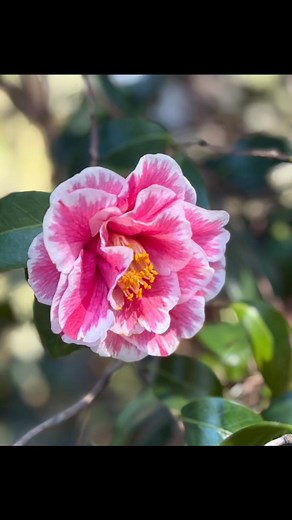 3 comments | What do you love about a North Carolina spring? | Cape Fear Botanical Garden | Facebook