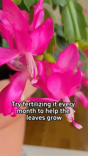 146K views · 1.3K reactions | Key factors to bloom | Ramos Mark | Facebook