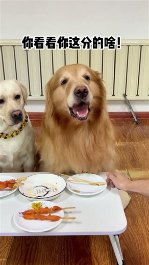 狗子：你做人有点底线！ #抓到一只赏秋小狗 #万物可爱计划 #内容启发搜索 #萌宠出道计划 #抖音萌宠