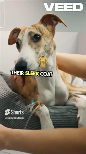 What is a Greyhound? #facts #dogs