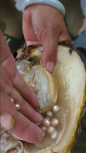 I picked up a clam in the small river, but I didn't expect so many pearls inside