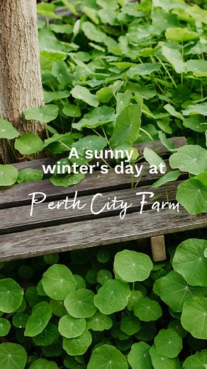 5 comments | A sunny winter’s day at the farm with our volunteers today. Planting flowers for pollinators, mulching and more. | Perth City Farm | Facebook