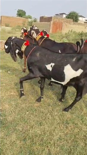 is the raising and breeding of domestic goats for meat, milk, fiber, and skins