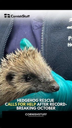 16 reactions · 11 shares | Prickles and Paws Hedgehog Rescue is asking for help to restock supplies after recording its busiest October yet, admitting 210 hedgehogs — the second highest number in its history Read more on CornishStuff.com #Cornwall #CornishStuff | CornishStuff | Facebook