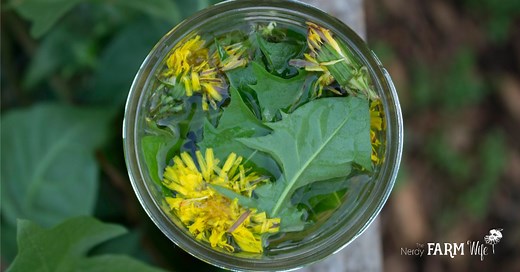 12 Things to Make With Dandelion Flowers