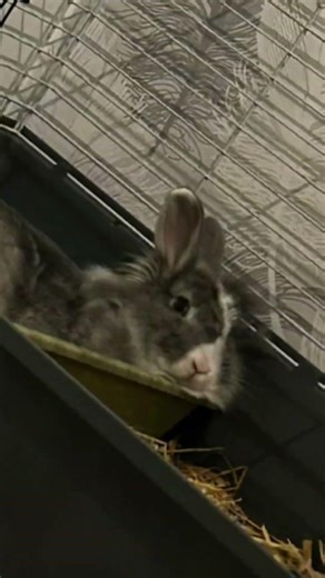 Why is it so hard to make the text fit in the video