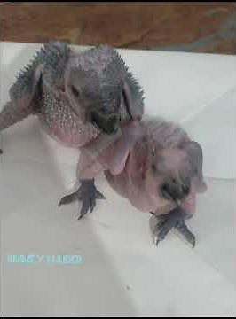 From Hatchling to Feathery Friend: BF Amazon Chick Growth Journey #BlueFrontedAmazon #ParrotCare