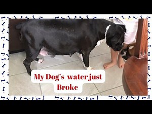 How to know if your dog’s water brooke? Boxer Dog PREGNANCY🦮week 8 🐕‍🦺Day 56