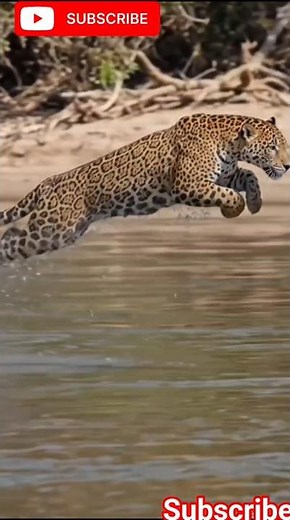 leopord high jumping #wildlife #shorts #nature