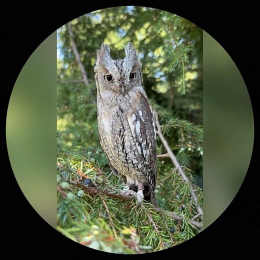 Zwergohreule Oskar #owl #wald #tiere #tierfotografie