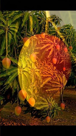 It's The Most Beautiful Mango in the World... So Why Is It So Stringy?