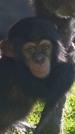BIOPARC Valencia on Instagram: "Conoce la historia de la cría de chimpancé Ekon 💚 El pasado mes de febrero, BIOPARC Valencia anunciaba la alegría por el nacimiento de un chimpancé junto a la preocupación por la difícil actuación que implicaba una crianza con biberones para salvarle la vida dado que su madre, Eva, no producía suficiente leche. La activación de todo un protocolo dirigido por especialistas en veterinaria, primatología y bienestar animal para evitar la impronta humana y mantener su
