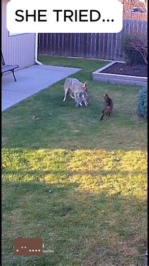 Coyote Snatches Kitten From Backyard — Mother Cat