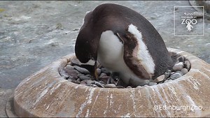 The first gentoo penguin chicks of 2016 have arrived! | Edinburgh Zoo