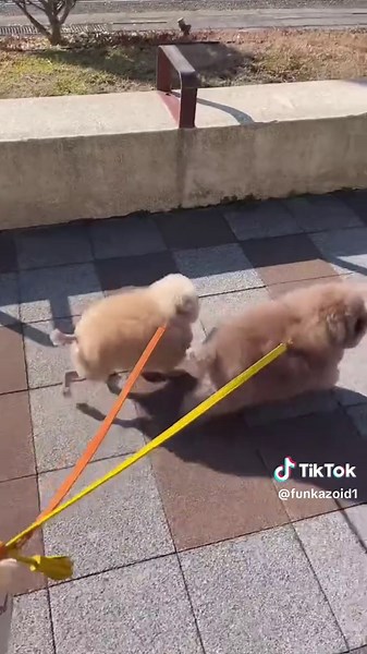 Mulch Dye Techniques for Beautiful Gardens