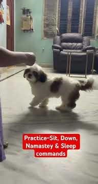 Puppy Vlogs|| Practice session with Google- Namastey & Sleep commands #puppy #puppytraining