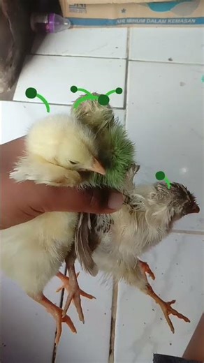 kali ini 3 alien lucu dan menggemaskan