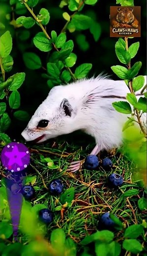 Animals life, European Weasel