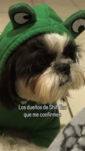 #pets #modapet #funnydog #puppy #cachorrosdivertidos #funnypet #doglife #funnyanimal #dogbreed #cute