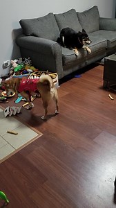 Shiba Inu Rescue Association (SIRA) on Reels