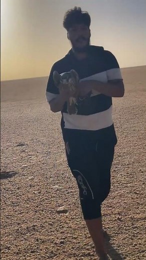 طرح اليوم ليبيا 2025.9.30 تقميط صقر لحظة طرح الطير #التغطيه #birds #falcon