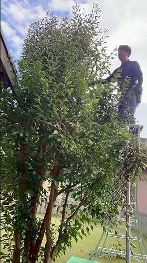 埼玉の植木屋さん【富士見グリーンちゃんねる】ヒメシャラのお手入れします#富士見グリーンガーデン #造園 #植木屋 #社員募集 #ガーデン #剪定 #ショート #埼玉県 #富士見市