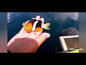 Finding Nemo Live Action Seagulls Alternate Ending