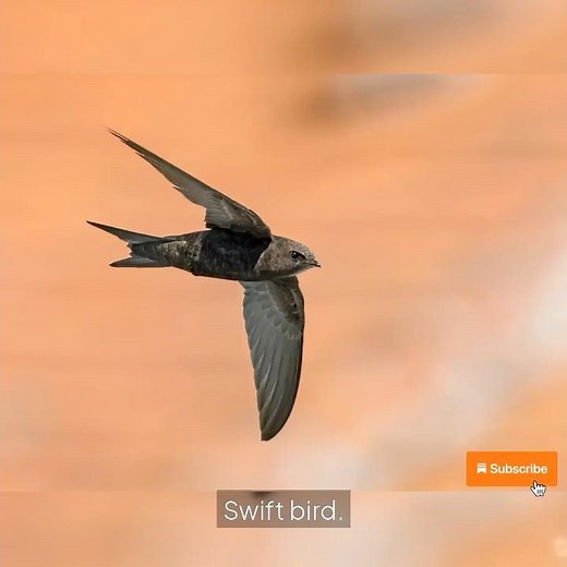 Common Swift Bird - How fast it can fly? #shots #birds #sciencefacts