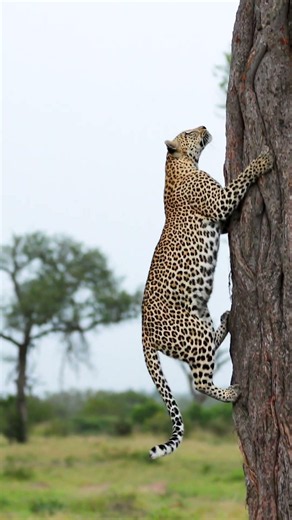 An Epic Leopard Tree Climb!