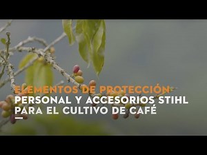 Mantenimiento del terreno en postsiembra del cultivo de café | Guadaña FR 235 | Tutorial STIHL