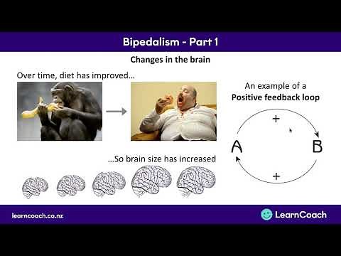 NCEA Biology L3 : Bipedalism Part 1